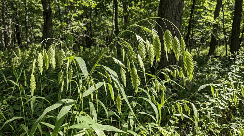 River Oats (Northern Sea Oats)